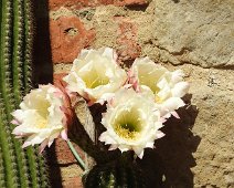 Buonconvento  2015 044